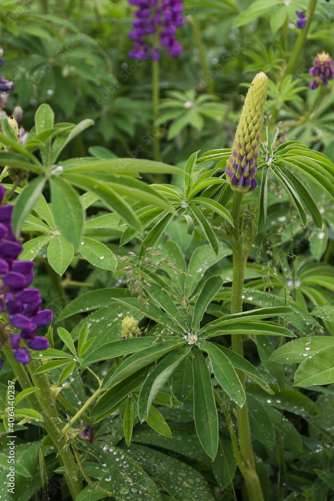 Obraz premium Close-up view of purple lupine in the nature during spring season in Patagonia, Argentina