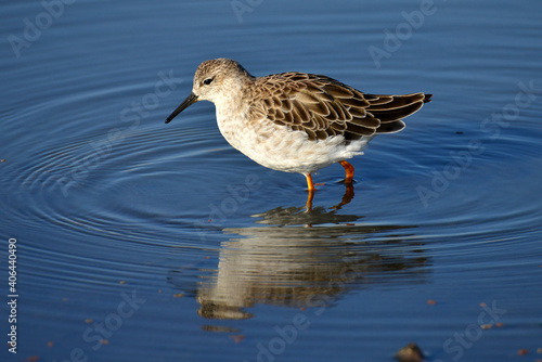 Bird in shallow waters looking for food to feed its young babies showing its beautiful reflection in the mirror water