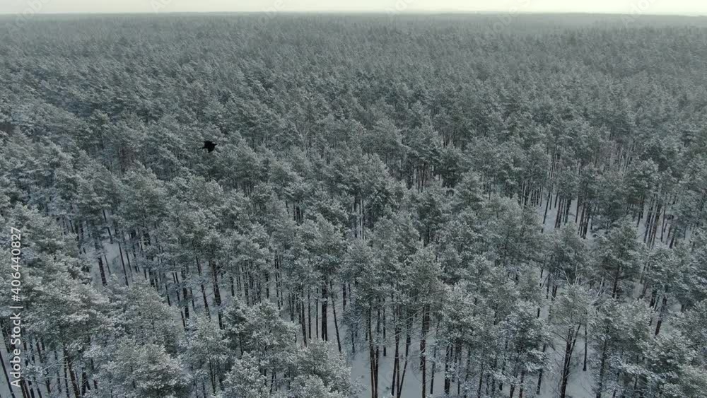 Flight over the winter snowy forest Flight over the winter snowy forest