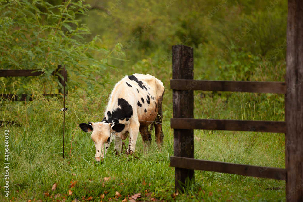 Obraz premium cow on a farm