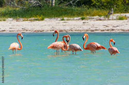 flamingos in the water on isla holbox