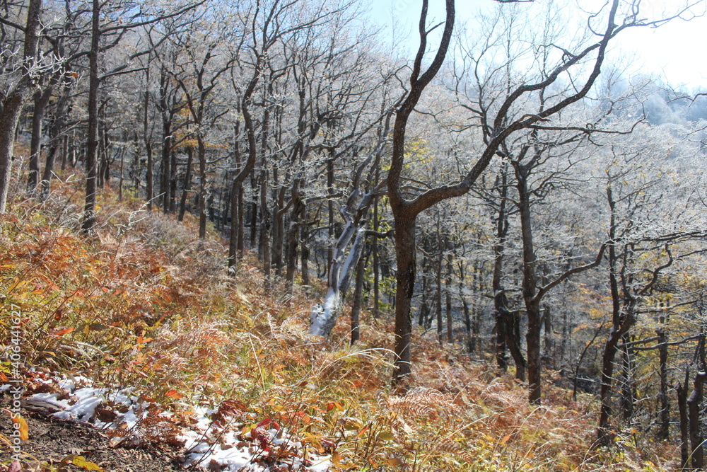 Fototapeta premium deciduous trees in the snow in the mountains