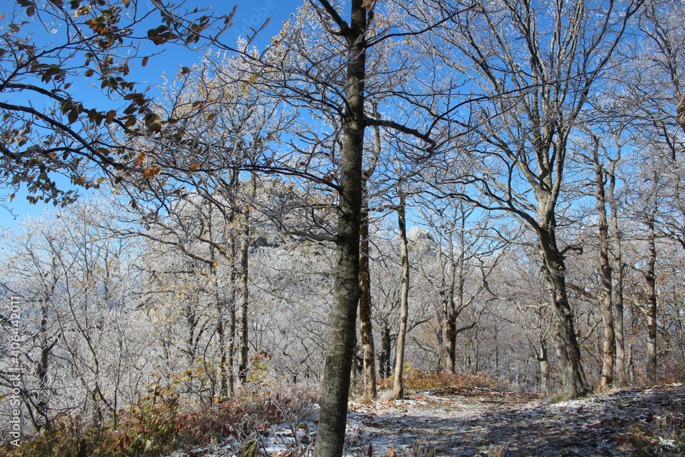 deciduous trees in the snow in the mountains deciduous trees in the snow in the mountains