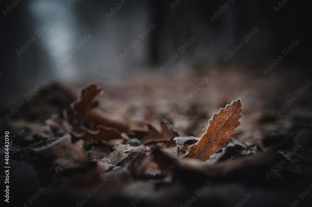 Frost-covered dry autumn leaf on a dark blurred background Frost-covered dry autumn leaf on a dark blurred background
