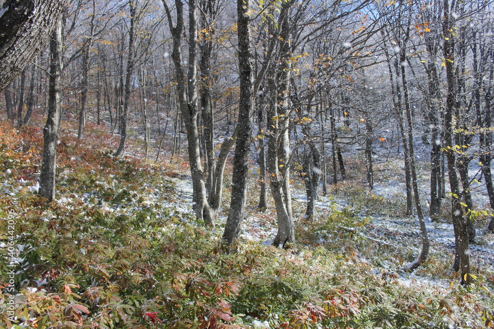 Fototapeta premium deciduous trees in the snow in the mountains
