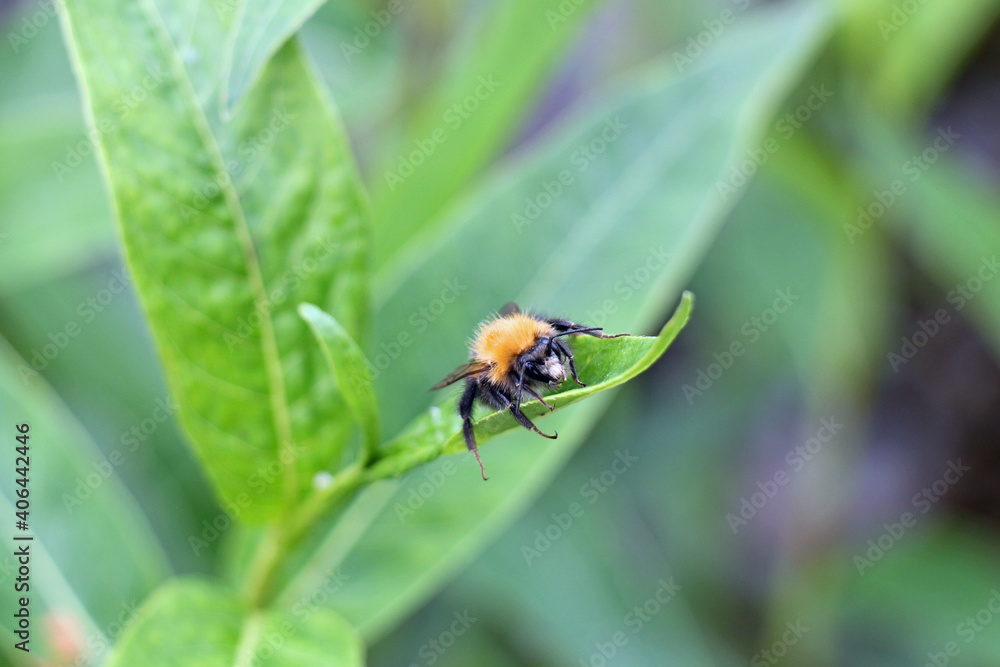 Hummel auf Blatt Hummel auf Blatt