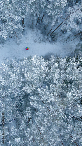 
snow-covered forests tops of trees in the snow from a drone frosty winter cold multi-colored umbrella