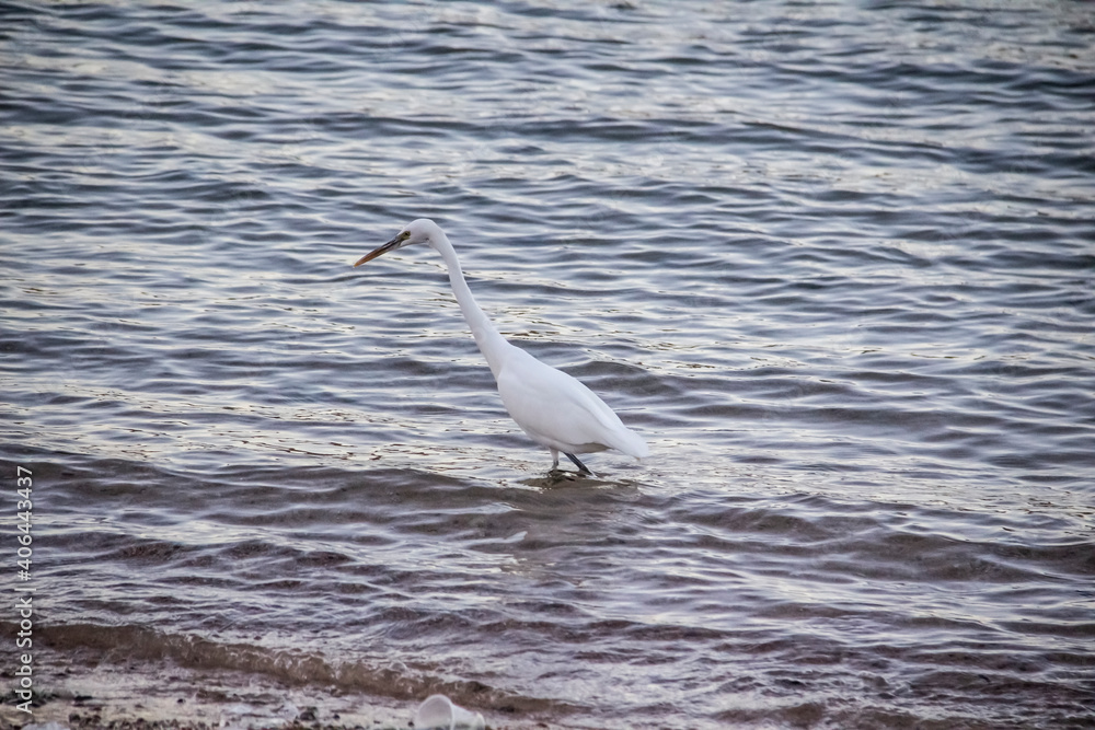 Egyptian heron walk in the dirty sea in the Hurghada in the Egypt. The white bird in the sea on the beach