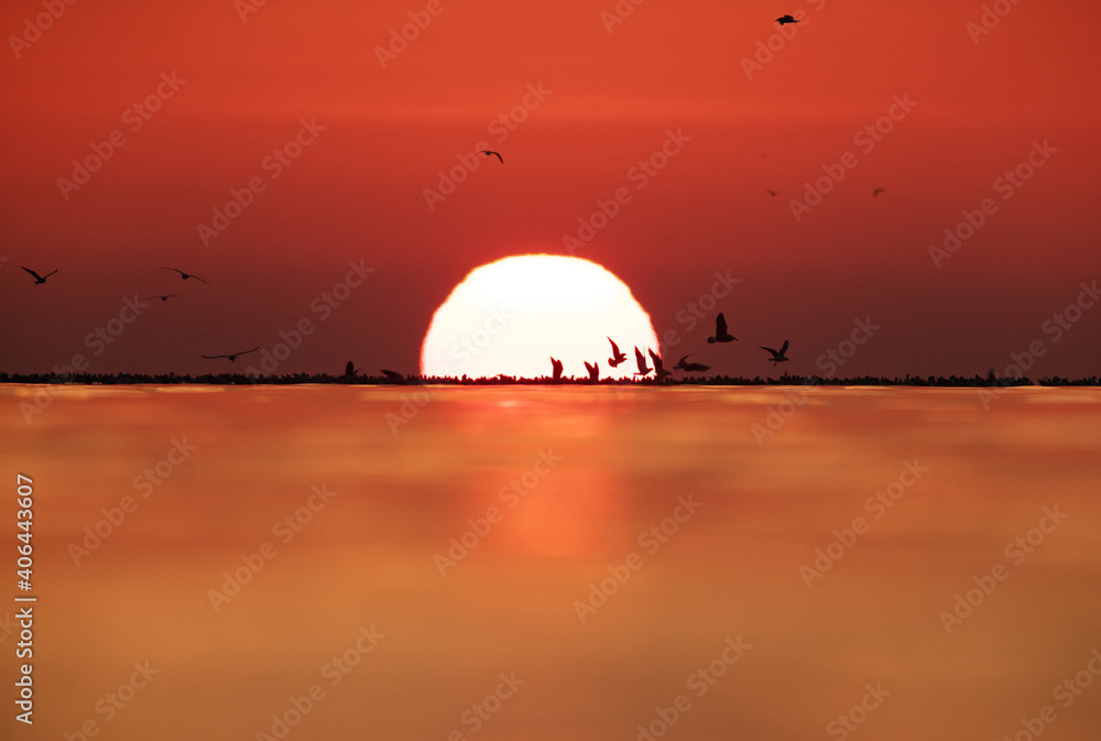 Black-headed gulls and dramatic sunrise at Akser coast of Bahrain