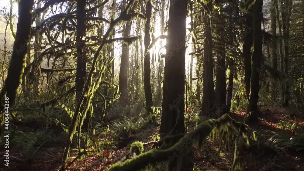 Aerial drone shot moving backwards through trees as the sun shines through Aerial drone shot moving backwards through trees as the sun shines through