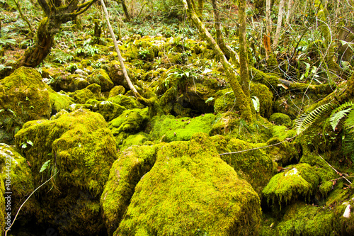 Moss on the rocks, nature background, green moss