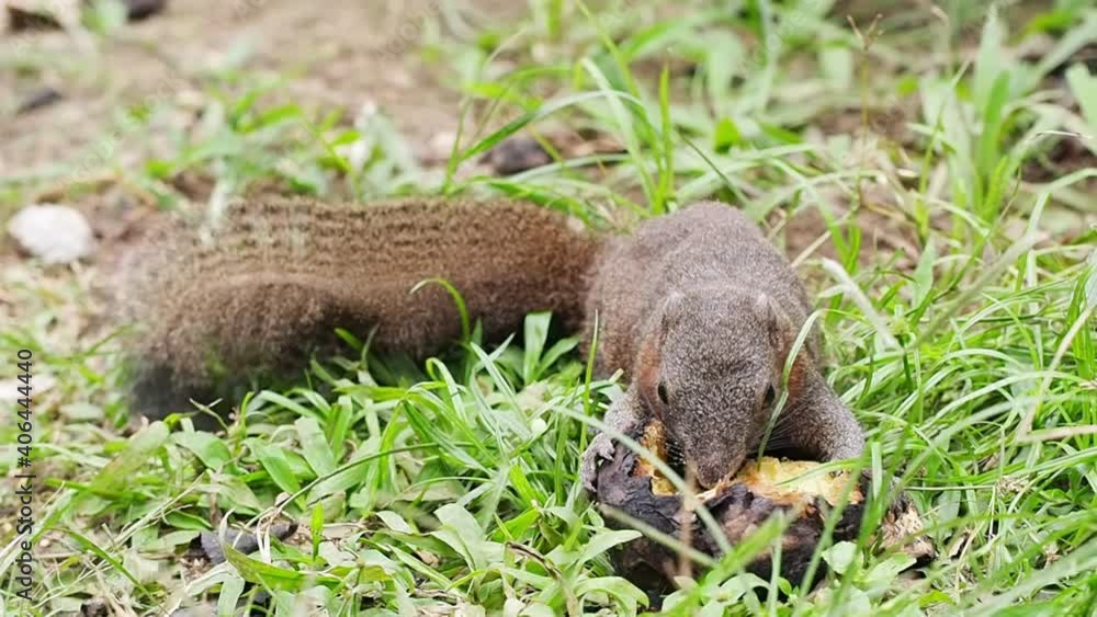 Little cute squirrel enjoy eating delicious grill potato on grass floor. Wild forest animal. Little cute squirrel enjoy eating delicious grill potato on grass floor. Wild forest animal.