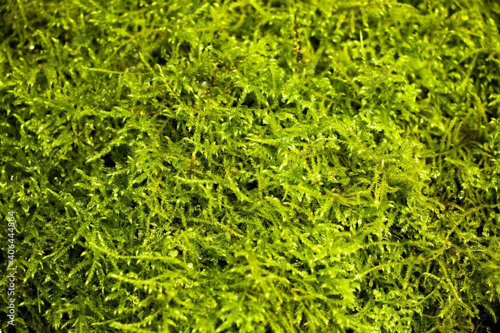 Moss on the rocks, nature background, green moss Moss on the rocks, nature background, green moss