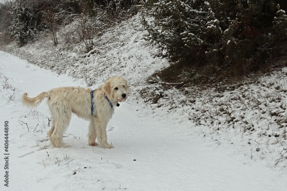 Fünf Monate alter Goldendoodle im Schnee