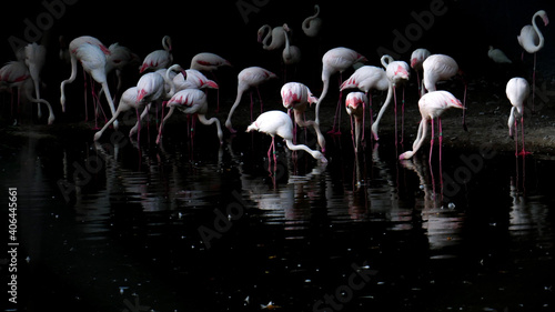 flamingos in the water , parc de la tête d’or , Lyon , France 