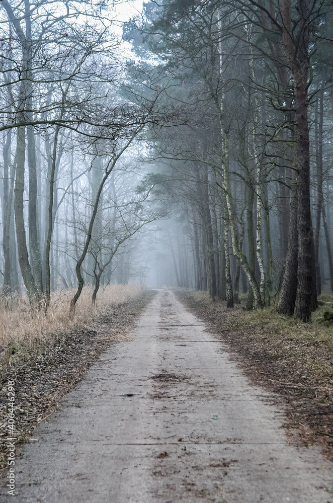 Obraz premium Way to moving dunes, Slowinski National Park, Leba