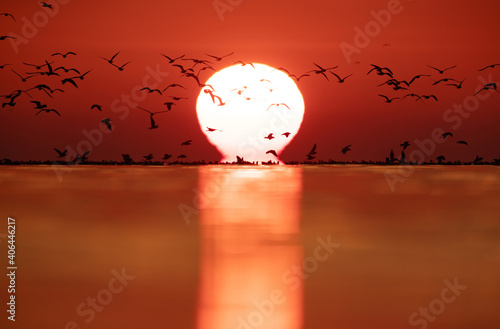 Black-headed gulls and dramatic sunrise at Akser coast of Bahrain photo