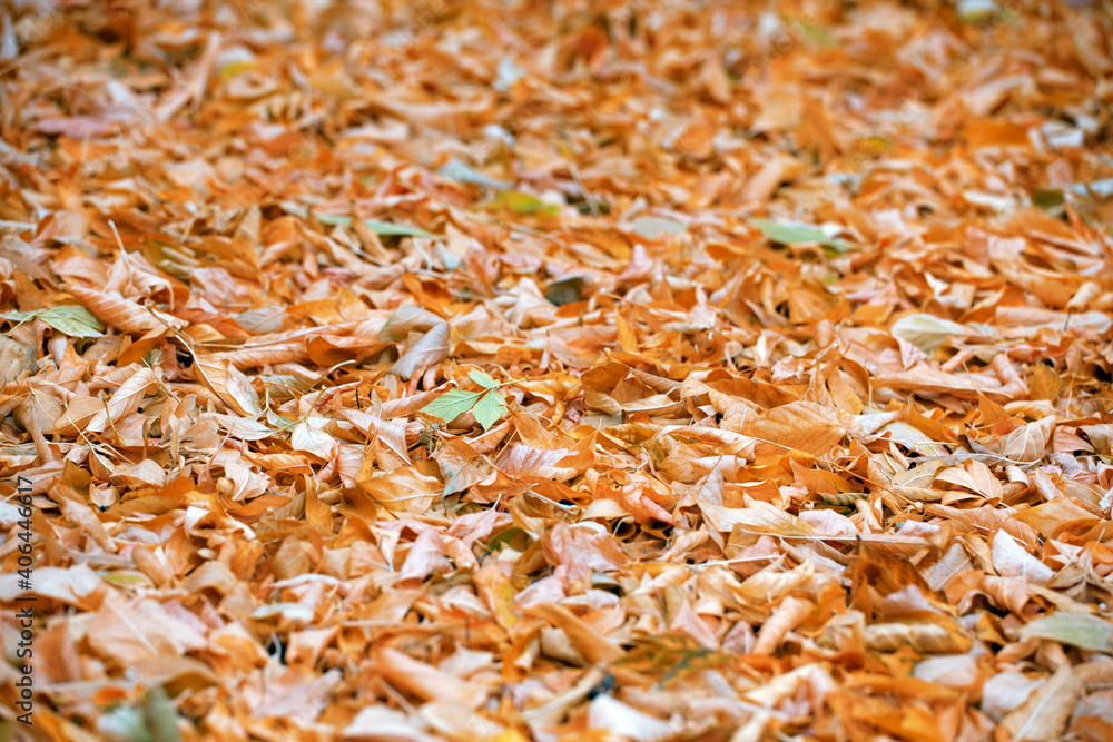 Yellow Fallen Leaves on The ground in the Park. Carpet of Leaves, Autumn Background. The Concept Of Autumn, Park, October Yellow Fallen Leaves on The ground in the Park. Carpet of Leaves, Autumn Background. The Concept Of Autumn, Park, October