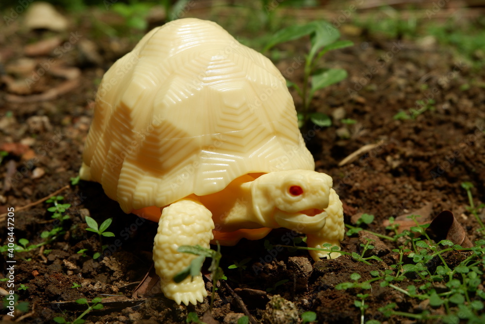 Little Albino Tortoise On The Soil Little Albino Tortoise On The Soil