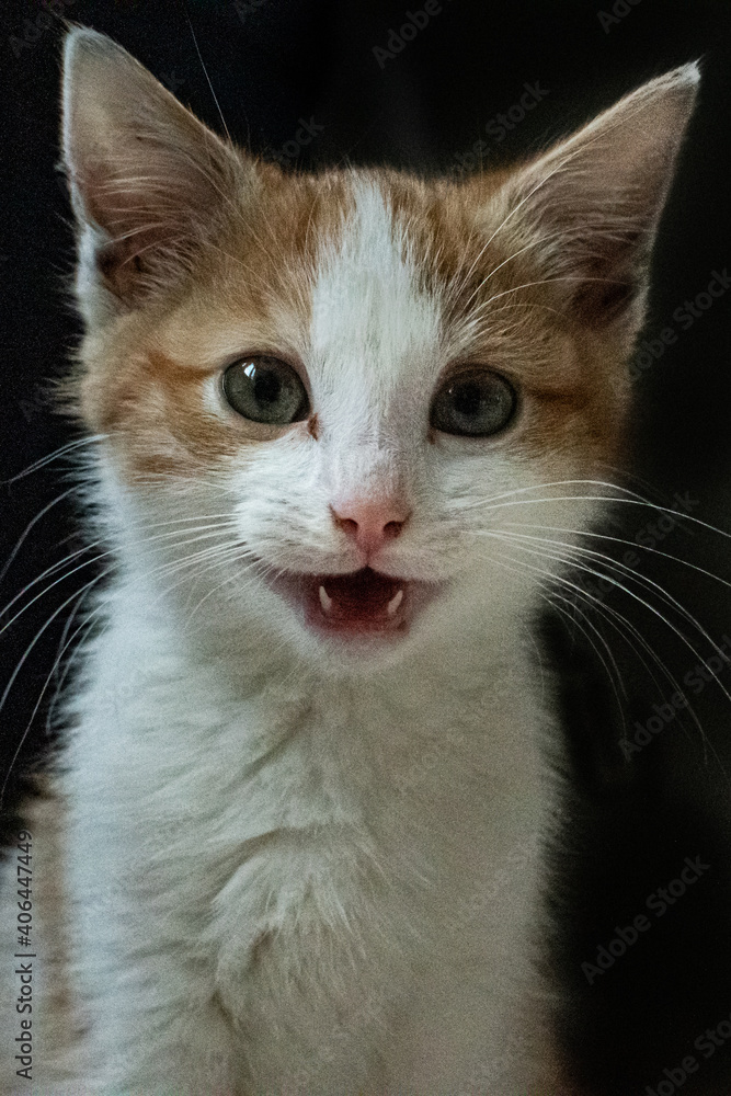 close up portrait of a happy cat kitten