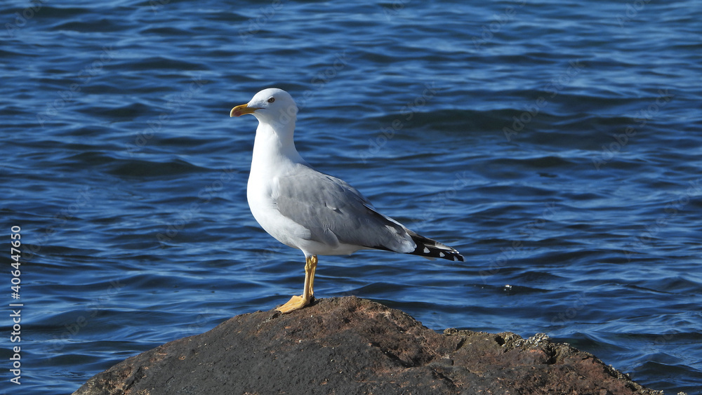Zoom photo of beautiful sea gull sitting on rock at sea Zoom photo of beautiful sea gull sitting on rock at sea