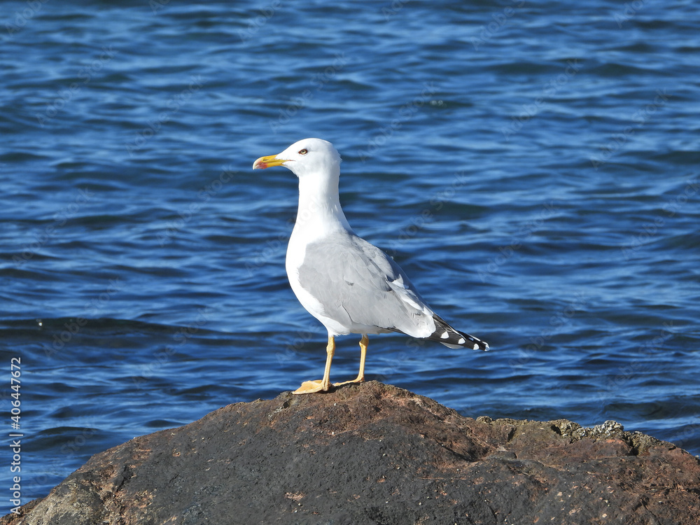 Fototapeta premium Zoom photo of beautiful sea gull sitting on rock at sea