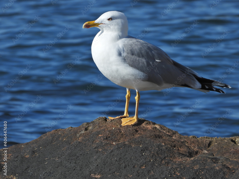 Fototapeta premium Zoom photo of beautiful sea gull sitting on rock at sea