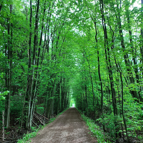 path in the forest