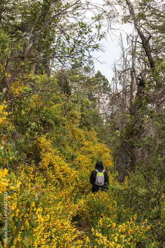 Woman hiking in the woods with bushes bloomed during spring season in Los Alerces National Park, Patagonia, Argentina