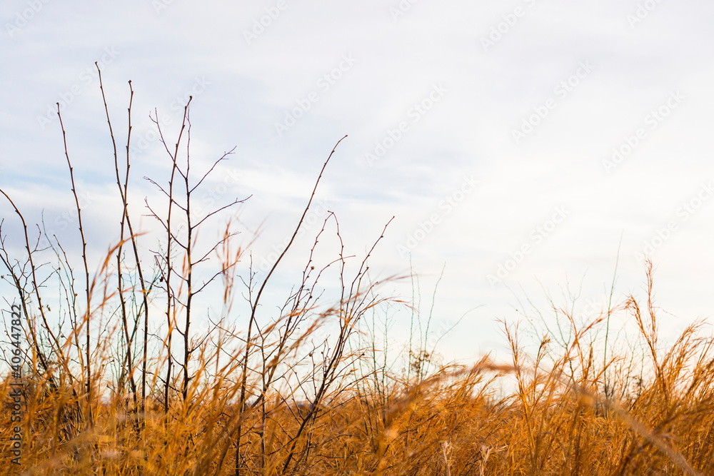 Fototapeta premium Dry plants and flowers close-up and macro, autumn colors in the field at sunset