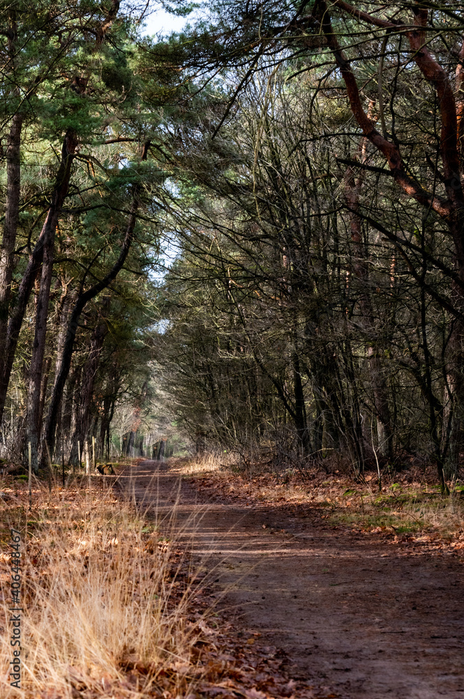 empty path with sunbeams across it
