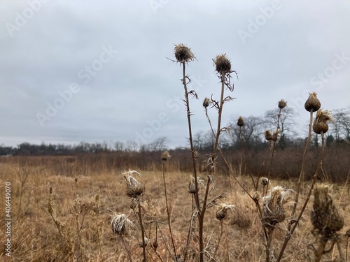winter thistles in the field