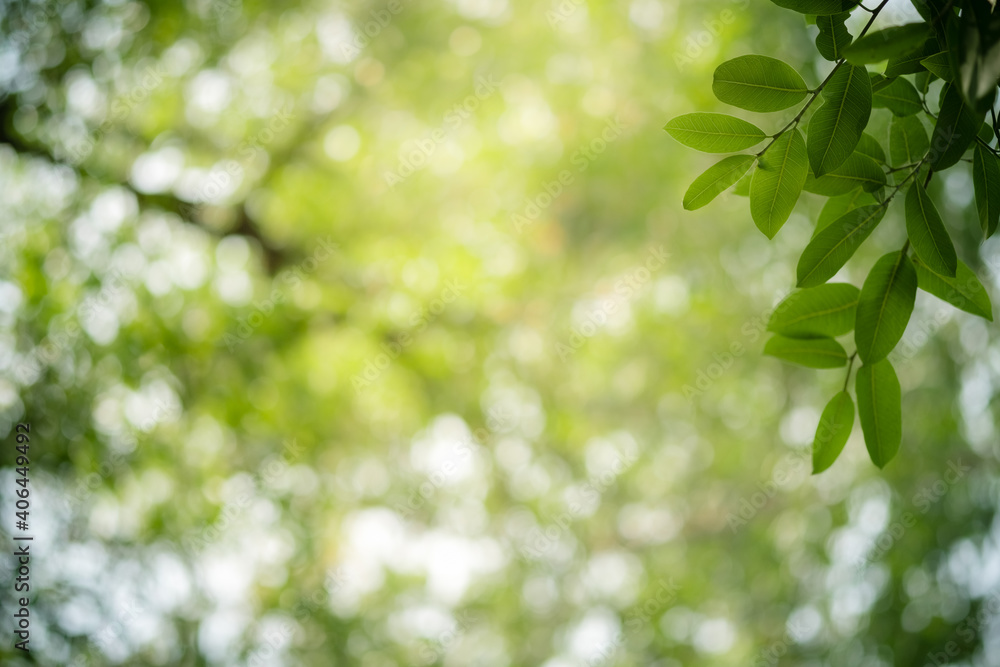 Concept nature view of green leaf on blurred greenery background in garden and sunlight with copy space using as background natural green plants landscape, ecology, fresh wallpaper concept. Concept nature view of green leaf on blurred greenery background in garden and sunlight with copy space using as background natural green plants landscape, ecology, fresh wallpaper concept.