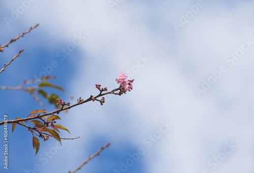 Wild Himalayan Cherry