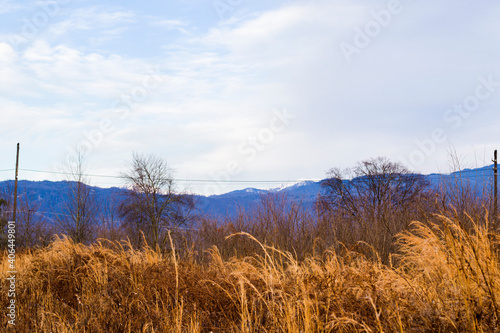 Dry plants and harvest field during sunset, orange and golden autumn colors