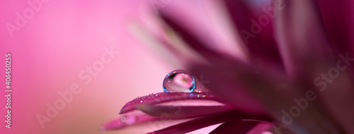 Rain water droplet with refraction on soft pastel purple pink and magenta daisy flower petals macro selective focus abstract web banner background 