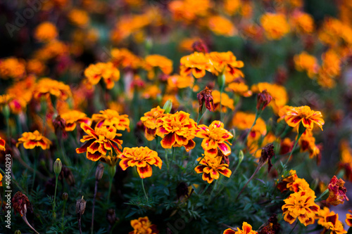 field of yellow flowers