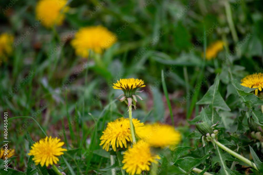 Spring yellow dandelions in green grass in a field. Spring yellow dandelions in green grass in a field.