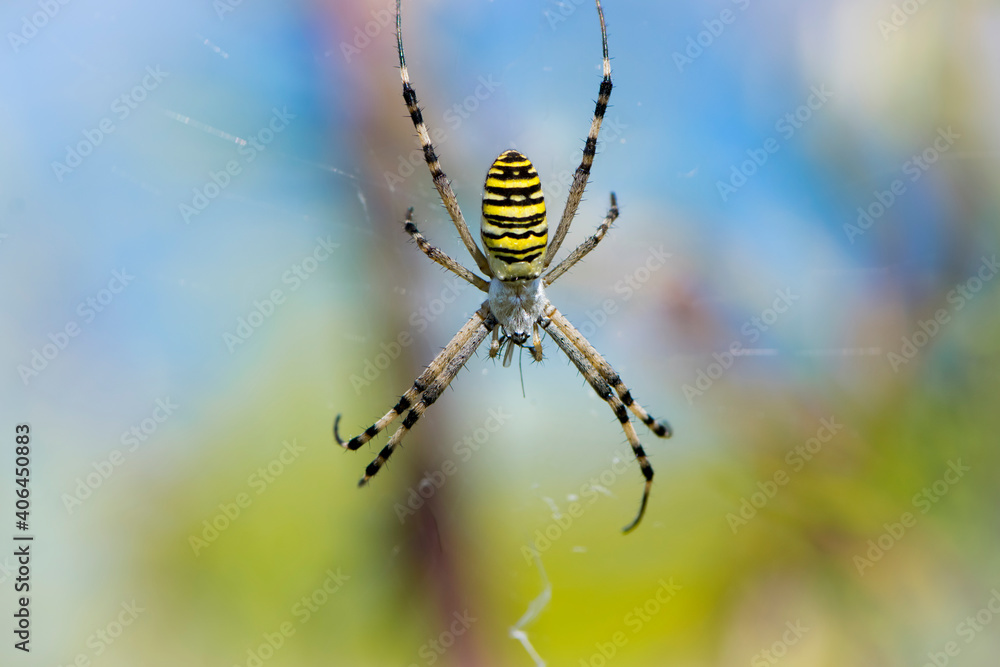 Spider wasp, Argiope bruennichi. spider on a web on a blurred natural background. large black and yellow cavity spider wasp Argiope bruennichi on the web, close-up Spider wasp, Argiope bruennichi. spider on a web on a blurred natural background. large black and yellow cavity spider wasp Argiope bruennichi on the web, close-up