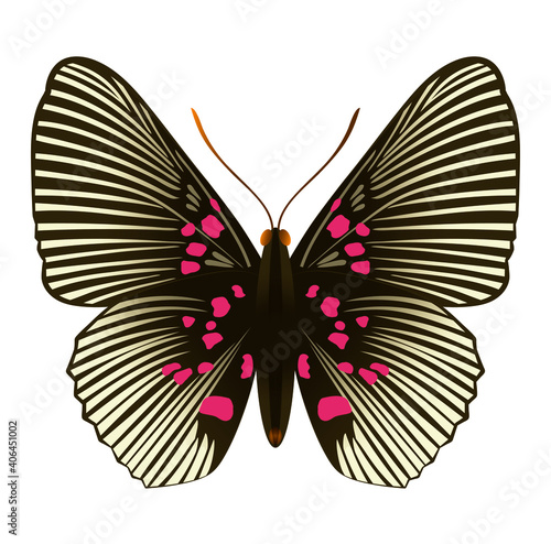 Beautiful butterfly with red spots, wings spread. Stylized design for surface design, pattern, prints, sticker, social media, tattoos. Isolated Vector. Insect Lyropteryx Apollon