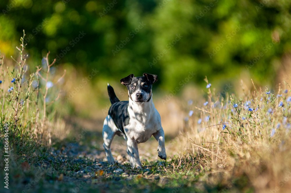 Cute old Jack Russell Terrier in a summer field Cute old Jack Russell Terrier in a summer field