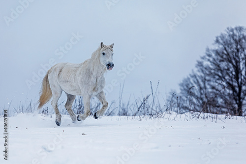 male white horse runs on a snowy horizon © michal
