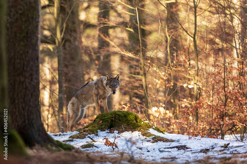 male gray wolf (Canis lupus) surprised wolf in a beech forest full of sunbeams in the snow photo