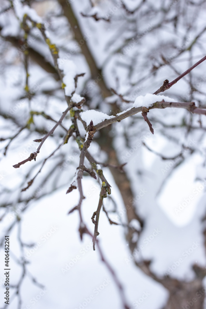 Branches of trees covered with snow.