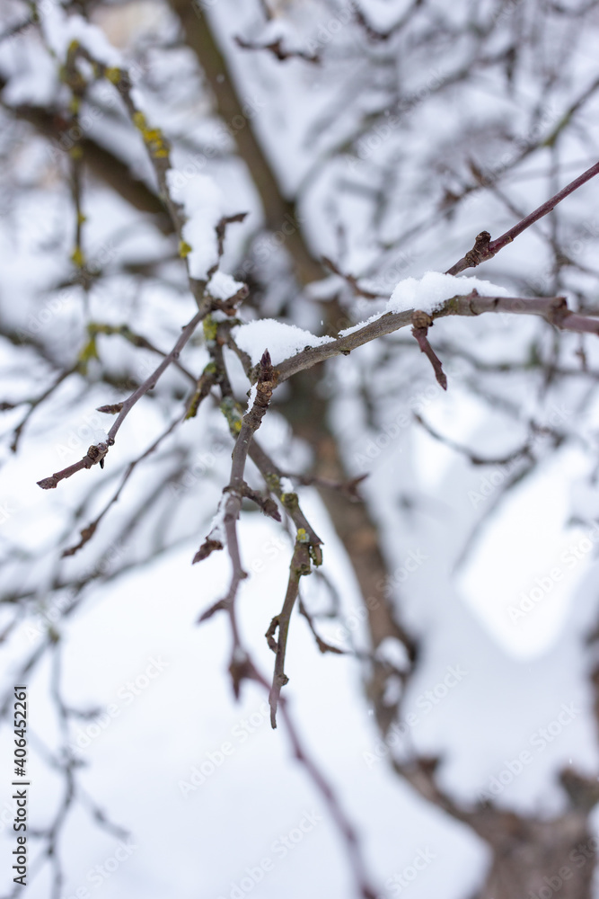 Branches of trees covered with snow. Branches of trees covered with snow.
