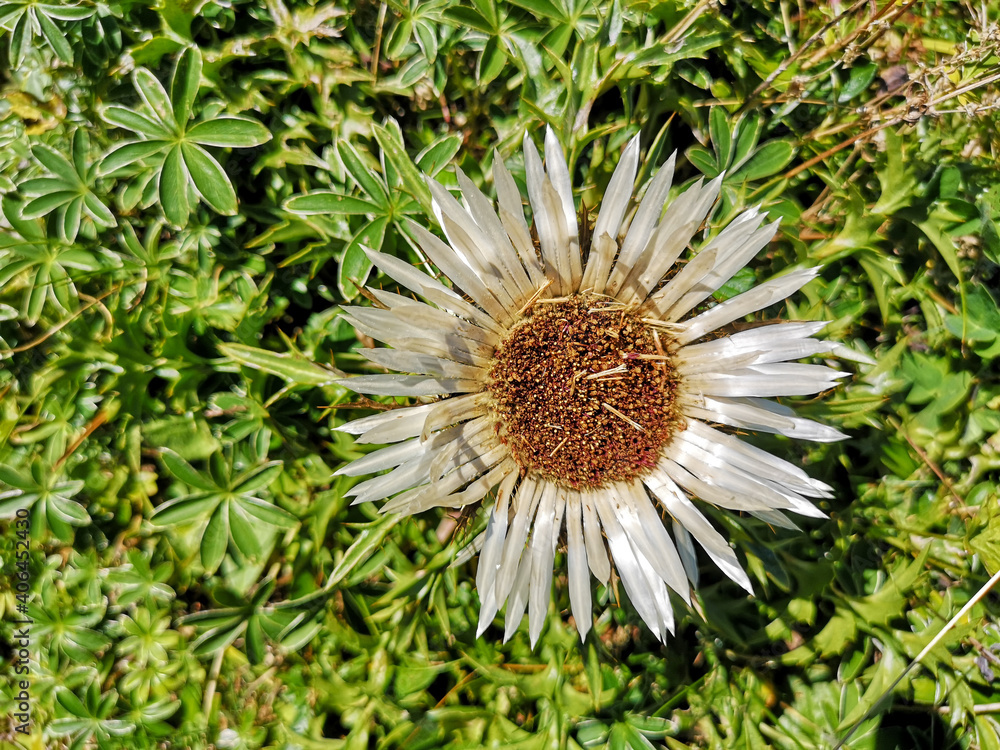 Blume in den Alpen