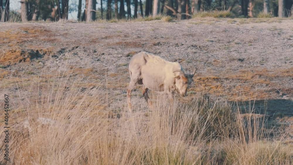 Big white goat eating grass in the countryside.