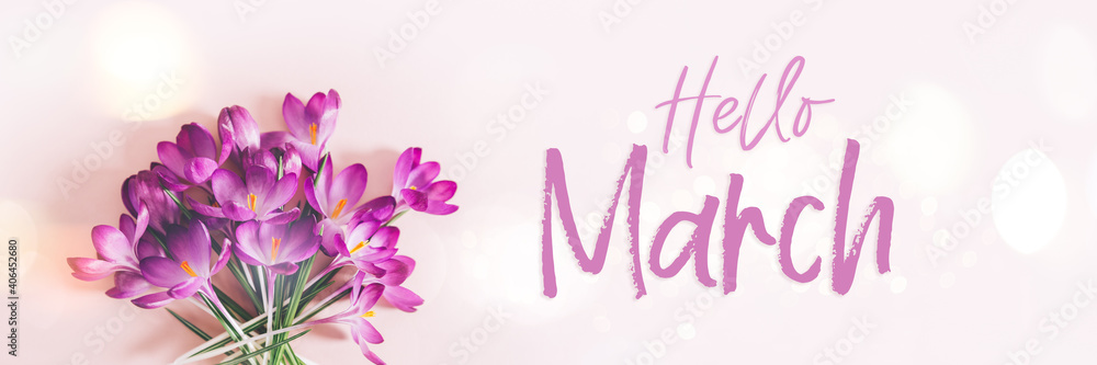 Hello March text. Creative layout pattern made with spring crocus flowers on pink background. Flat lay, banner size. Spring minimal concept.