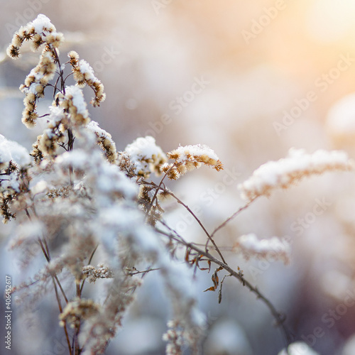 dried grass close-up covered with snow with a blurred background and shallow depth of field. beauty of nature