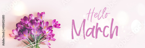 Hello March text. Creative layout pattern made with spring crocus flowers on pink background. Flat lay, banner size. Spring minimal concept.